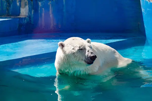Beautiful Polar Bear Zoo Blue Pool Spacious Enclosure Large Mammal Royalty Free Stock Images