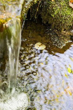 Ormanda küçük doğal bir şelale, taşların, dalların ve kütüklerin arasında. Etrafta bir sürü yeşil bitki ve yosun var. Saf doğal bir akıntının uğultusu kaynağına doğru akıyor.