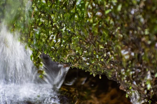Ett Litet Naturligt Vattenfall Skogen Bland Stenar Grenar Och Stockar — Stockfoto