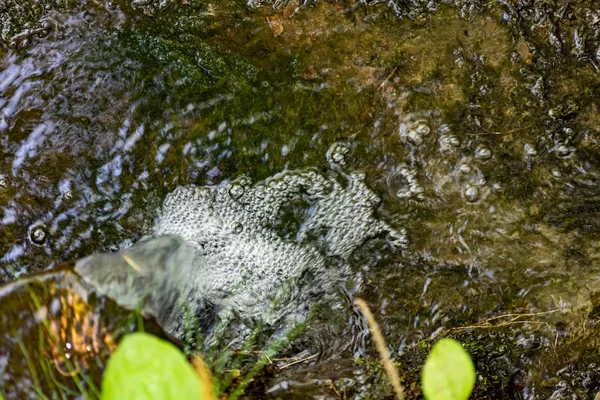 Uma Pequena Cachoeira Natural Floresta Entre Pedras Galhos Troncos Muita — Fotografia de Stock