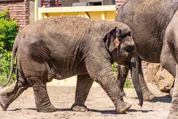 Familia Elefantes Animales Grandes Amables Países Cálidos Orejas Tronco Arena — Foto de Stock