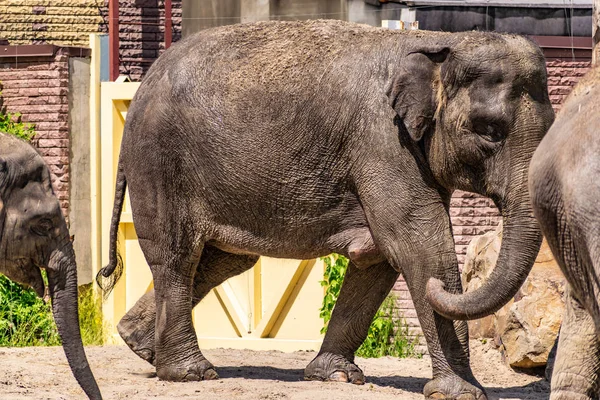 Οικογένεια Ελέφαντα Μεγάλα Και Ευγενικά Ζώα Από Ζεστές Χώρες Αυτιά — Φωτογραφία Αρχείου