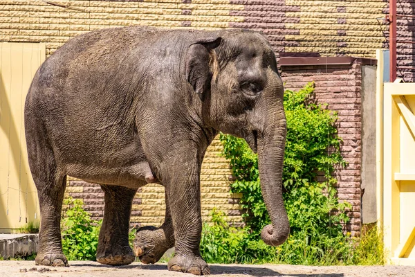 Elefantenfamilie Große Und Freundliche Tiere Aus Warmen Ländern Ohren Und — Stockfoto