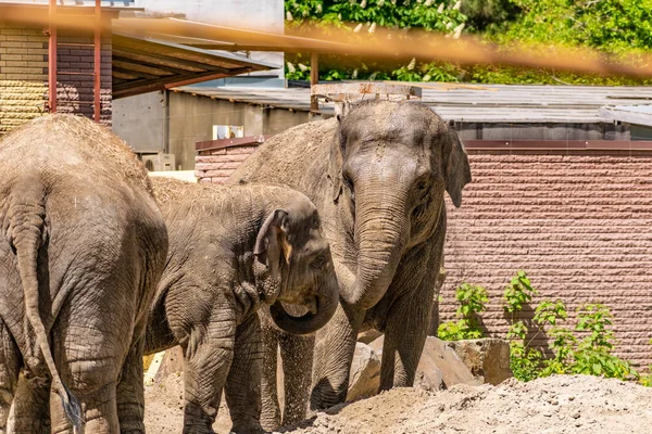 Familia Elefantes Animales Grandes Amables Países Cálidos Orejas Tronco Arena — Foto de Stock