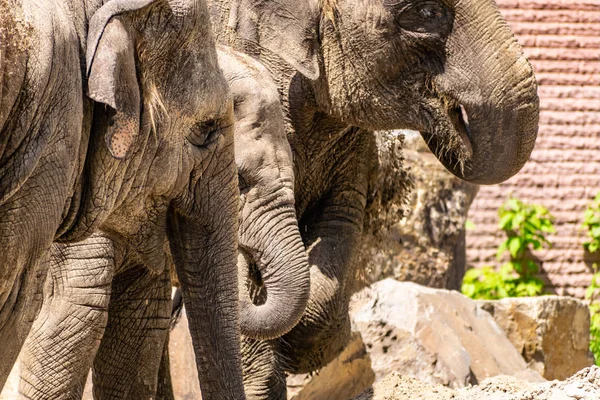 Elefantenfamilie Große Und Freundliche Tiere Aus Warmen Ländern Ohren Und — Stockfoto