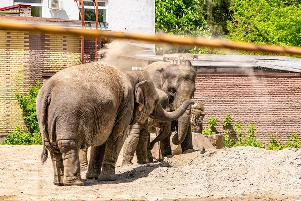 Familia Elefantes Animales Grandes Amables Países Cálidos Orejas Tronco Arena — Foto de Stock