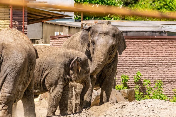 Familia Elefantes Animales Grandes Amables Países Cálidos Orejas Tronco Arena — Foto de Stock