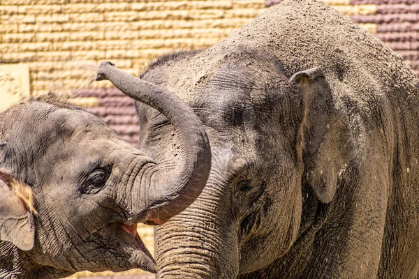 象の家族暖かい国の大きくて親切な動物 汚れた砂の中に耳やトランク 体の大部分 ほこりの中のお父さんのお母さんと赤ちゃん — ストック写真