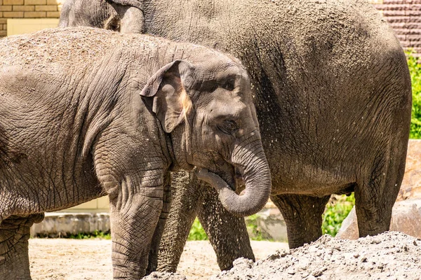 象の家族暖かい国の大きくて親切な動物 汚れた砂の中に耳やトランク 体の大部分 ほこりの中のお父さんのお母さんと赤ちゃん — ストック写真