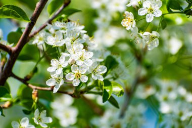 Kiraz ağacında bir sürü beyaz çiçek var. İnce dallar ve yeşil yapraklar üzerinde yumuşak, narin yapraklar. Bahar havası ve güzel doğa.