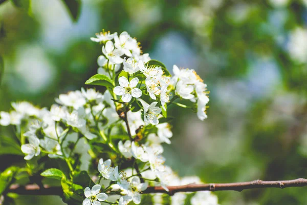 Many White Flowers Cherry Tree Fluffy Delicate Petals Thin Twigs — Stock Photo, Image
