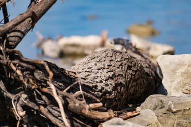 Old snags on a blue background, whimsical and crooked branches on felled dried tree trunks, lie chaotically in the sunlight, on a warm bright day.