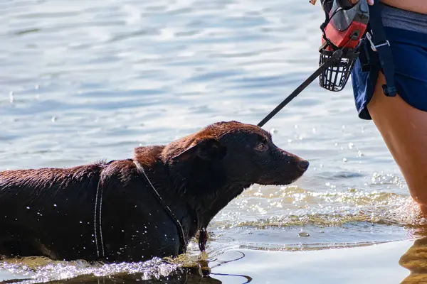 Cani Camminano Guinzaglio Con Collare Sull Acqua Salata Del Mar — Foto Stock