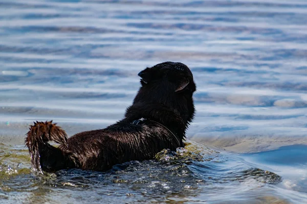 Psy Spacerują Smyczy Obrożą Słonej Wodzie Morza Czarnego — Zdjęcie stockowe