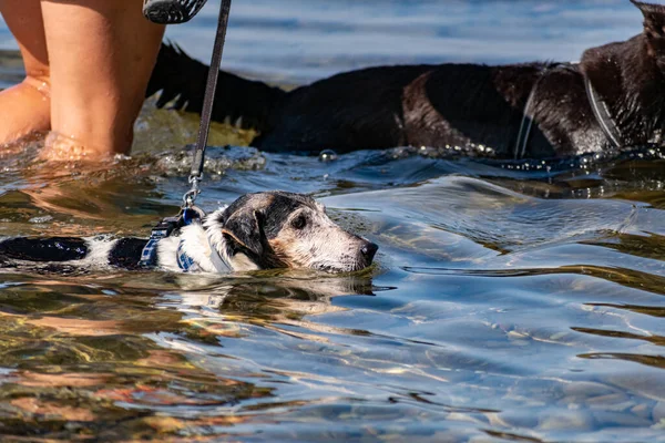 Los Perros Caminan Con Una Correa Con Collar Agua Salada — Foto de Stock