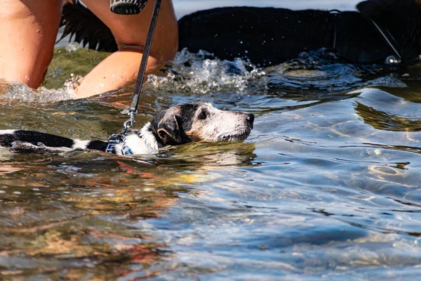 Cani Camminano Guinzaglio Con Collare Sull Acqua Salata Del Mar — Foto Stock