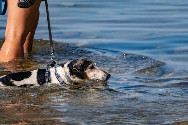 Los Perros Caminan Con Una Correa Con Collar Agua Salada — Foto de Stock