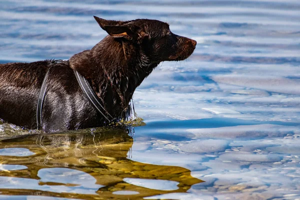 Собаки Ходять Повідку Коміром Солоній Воді Чорного Моря — стокове фото