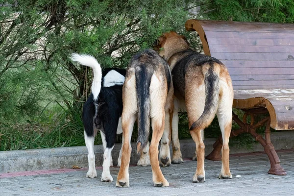 Три Різні Собаки Блукають Навколо Громадського Місця Бачили Щось Цікаве — стокове фото