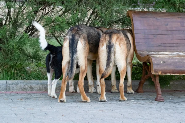 Tre Cani Diversi Che Vagano Luogo Pubblico Hanno Visto Qualcosa — Foto Stock