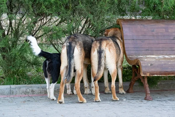Tre Cani Diversi Che Vagano Luogo Pubblico Hanno Visto Qualcosa — Foto Stock