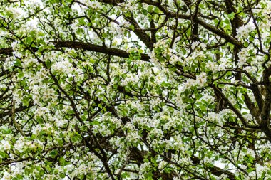 There are a lot of white blossoms on the Apple tree. Fluffy delicate petals on thin branches and green leaves. Spring mood and beautiful nature.