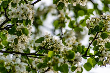 There are a lot of white blossoms on the Apple tree. Fluffy delicate petals on thin branches and green leaves. Spring mood and beautiful nature.