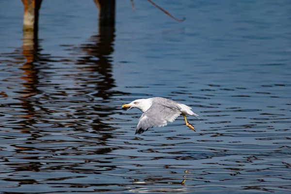 The nimble and fast black sea gull catches fish in the black sea, diving into the water from a height and takes out its prey with its beak to feast on