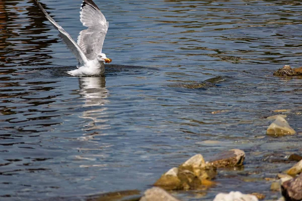 Nimble Fast Black Sea Gull Catches Fish Black Sea Diving — Stock Photo, Image