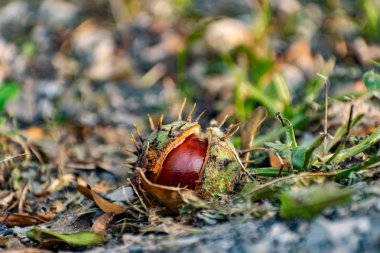 Yarım soyulmuş, olgun bir kestane, yuvarlak şekilli, zengin kahverengi renkli, yere düşmüş, kuru ve yeşil çimenlerin ve düşmüş yaprakların arasında.