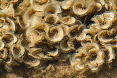 Karadeniz 'de sığ sularda fazla gelişmiş bej ve süt mercanları. Temiz su ve çıtır çıtır kulaklar gibi kıvrımlar ve tabaklar şeklinde kirli tüyler.