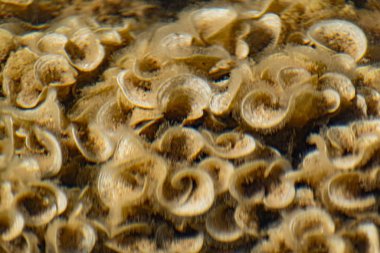 Karadeniz 'de sığ sularda fazla gelişmiş bej ve süt mercanları. Temiz su ve çıtır çıtır kulaklar gibi kıvrımlar ve tabaklar şeklinde kirli tüyler.