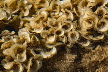 Karadeniz 'de sığ sularda fazla gelişmiş bej ve süt mercanları. Temiz su ve çıtır çıtır kulaklar gibi kıvrımlar ve tabaklar şeklinde kirli tüyler.
