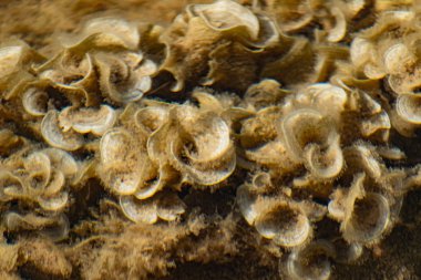 Karadeniz 'de sığ sularda fazla gelişmiş bej ve süt mercanları. Temiz su ve çıtır çıtır kulaklar gibi kıvrımlar ve tabaklar şeklinde kirli tüyler.