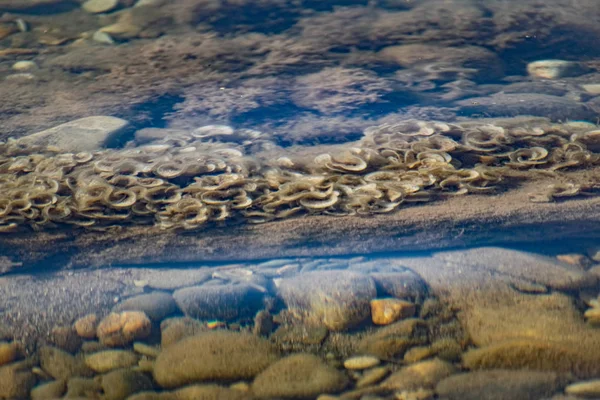 Corais Bege Leite Crescidos Mar Negro Águas Rasas Água Limpa — Fotografia de Stock