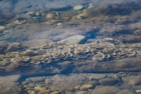 Beige Troppo Cresciuto Coralli Del Latte Nel Mar Nero Acque — Foto Stock