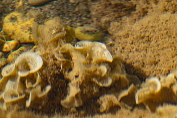 Corais Bege Leite Crescidos Mar Negro Águas Rasas Água Limpa — Fotografia de Stock