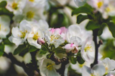 There are a lot of white blossoms on the Apple tree. Fluffy delicate petals on thin branches and green leaves. Spring mood and beautiful nature.