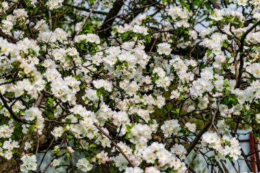 There are a lot of white blossoms on the Apple tree. Fluffy delicate petals on thin branches and green leaves. Spring mood and beautiful nature.