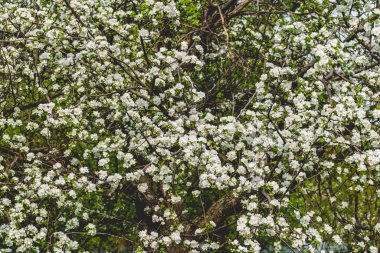 There are a lot of white blossoms on the Apple tree. Fluffy delicate petals on thin branches and green leaves. Spring mood and beautiful nature.