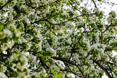 There are a lot of white blossoms on the Apple tree. Fluffy delicate petals on thin branches and green leaves. Spring mood and beautiful nature.