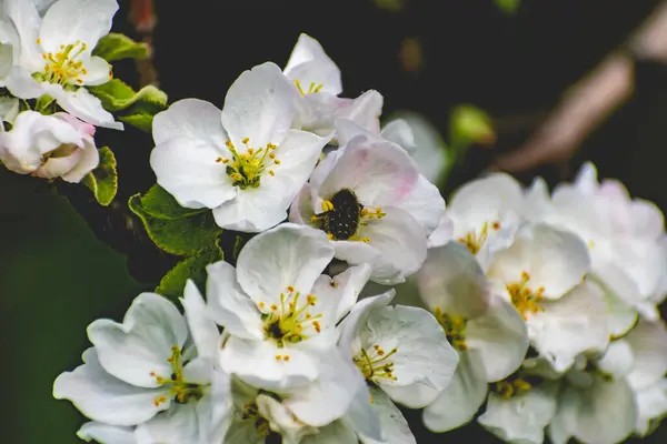 Яблуні Багато Білих Квітів Пухнасті Ніжні Пелюстки Тонких Гілках Зеленому — стокове фото