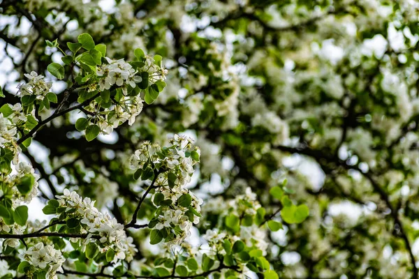 Lot White Blossoms Apple Tree Fluffy Delicate Petals Thin Branches — 스톡 사진