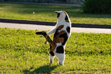 Çimlerin yeşil çimenliğinde üç renkli genç kedi dinleniyor ve bir balıkla oynuyor, güneşin altında zıplıyor ve eğleniyor.