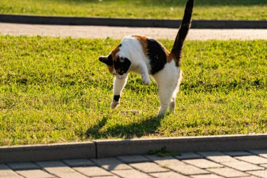 Çimlerin yeşil çimenliğinde üç renkli genç kedi dinleniyor ve bir balıkla oynuyor, güneşin altında zıplıyor ve eğleniyor.