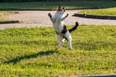 Çimlerin yeşil çimenliğinde üç renkli genç kedi dinleniyor ve bir balıkla oynuyor, güneşin altında zıplıyor ve eğleniyor.