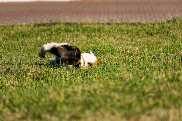 Trójkolorowy Młody Kot Zielonym Trawniku Trawnika Odpoczywający Bawiący Się Rybami — Zdjęcie stockowe