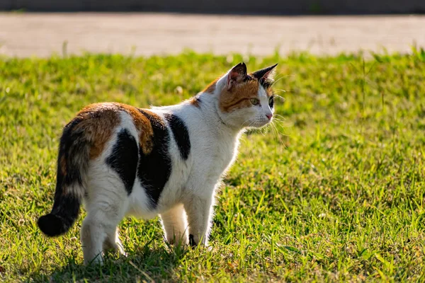 Çimlerin yeşil çimenliğinde üç renkli genç kedi dinleniyor ve bir balıkla oynuyor, güneşin altında zıplıyor ve eğleniyor.