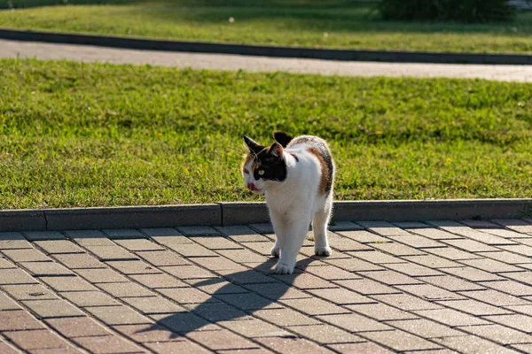 Tricolore Giovane Gatto Prato Erboso Verde Del Prato Riposare Giocare — Foto Stock