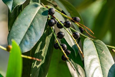 Ağaçtaki siyah ve kırmızı meyveler, meyve ve yeşil yapraklı büyük bir çalılık gibi.